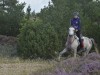 Heste_014