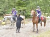 Heste_037